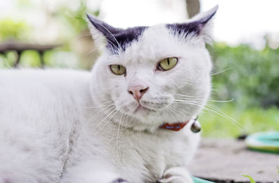 Close-up portrait of cat