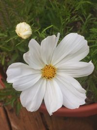 Close-up of white flower blooming outdoors