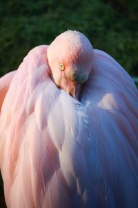 Close-up of flamingo