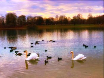 Swans swimming in lake at sunset