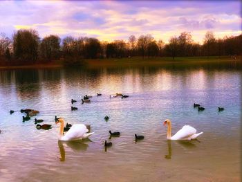 Swans swimming in lake at sunset