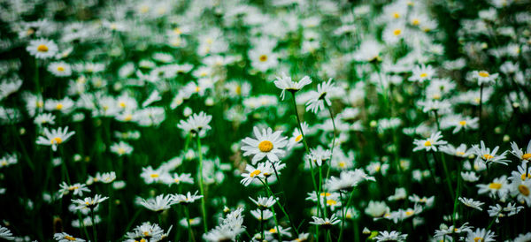 Close-up of white daisy flowers blooming in field