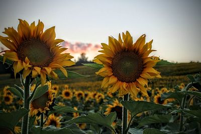 Close-up of sunflower on field against sky