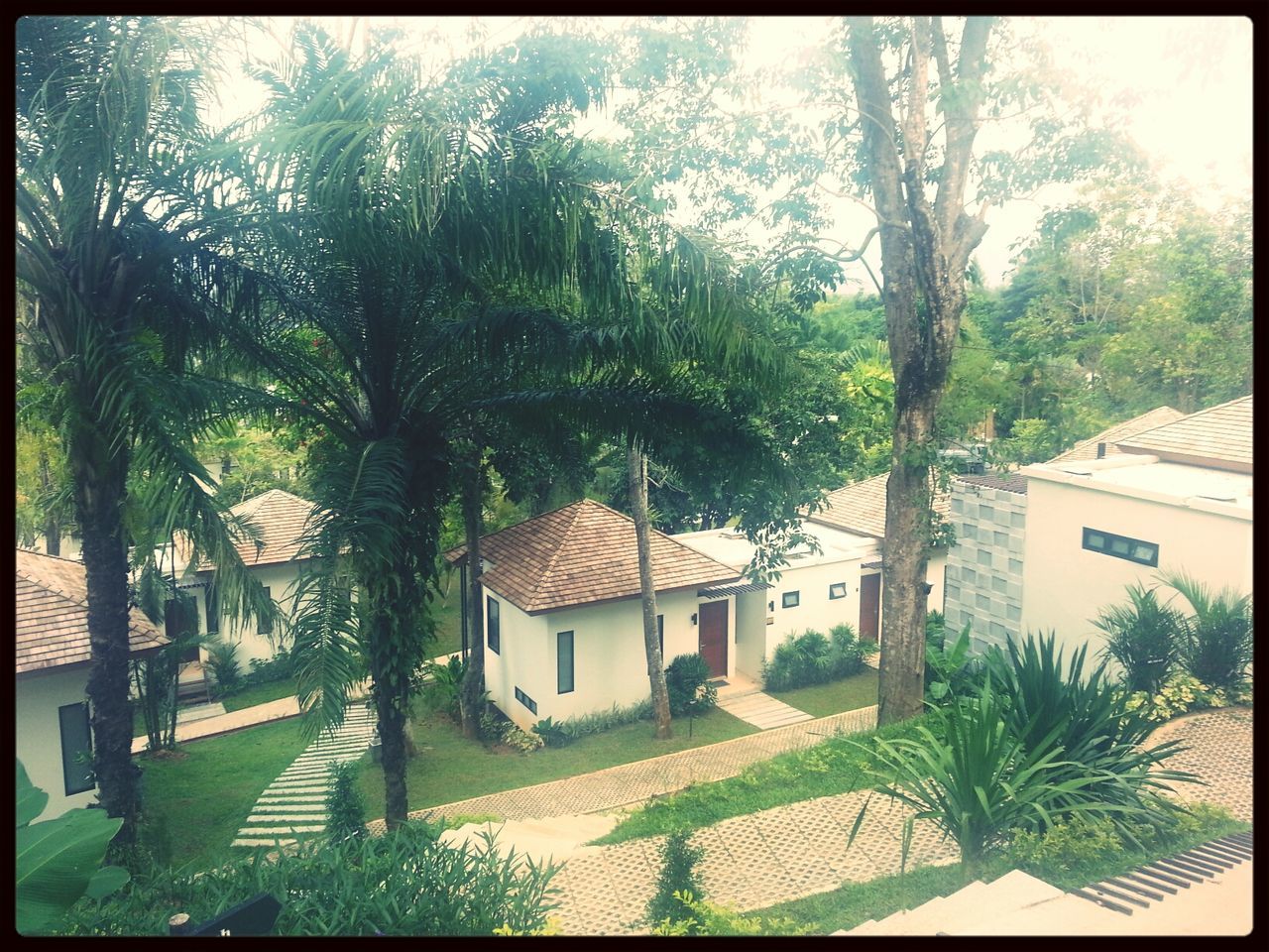 transfer print, tree, auto post production filter, building exterior, built structure, architecture, growth, palm tree, house, day, sunlight, green color, sky, outdoors, plant, nature, no people, residential structure, roof, residential building