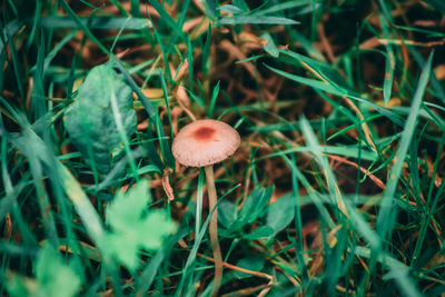 Close-up of mushrooms growing on land