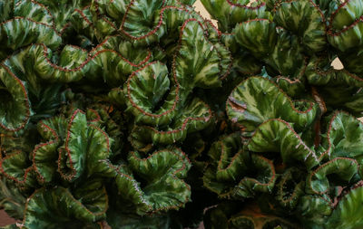 Full frame shot of fresh green plants