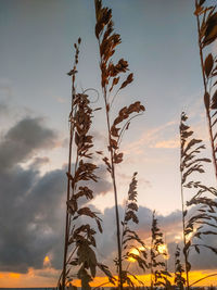 Low angle view of stalks against sky during sunset