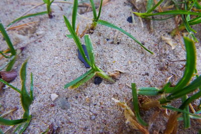 High angle view of insect on leaf in field