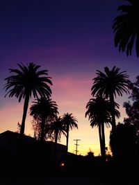 Low angle view of palm trees against sky