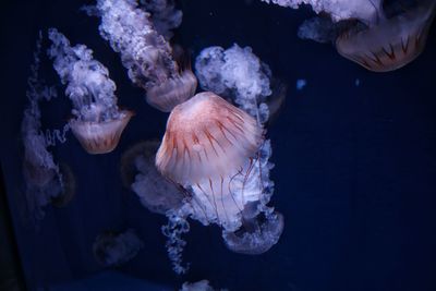 Close-up of jellyfish swimming in sea