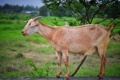 Side view of a goat standing on field