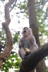 Low angle view of monkey on tree