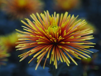 Close-up of yellow flowering plant