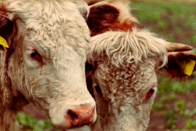 Close-up of cows