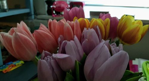 Close-up of tulips