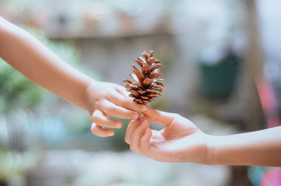 Cropped hand holding pine cone