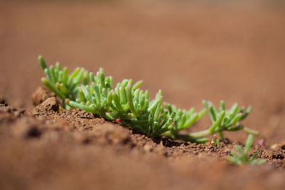 Close-up of plant growing on field