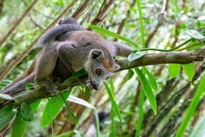 Squirrel on tree branch