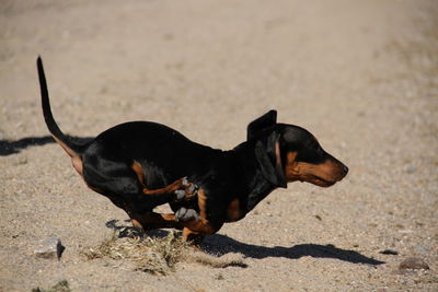 High angle view of dog on field