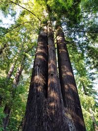 Low angle view of trees in forest