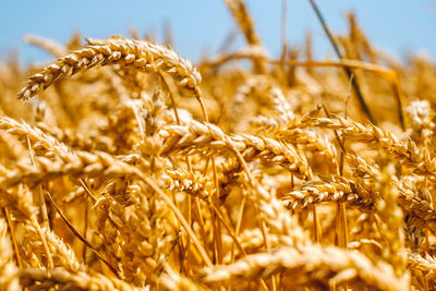 Close-up of stalks in field