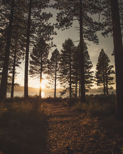 Trees in forest during sunset