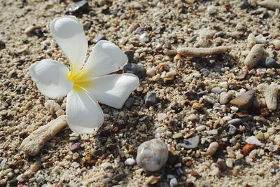 Close-up of white rose on beach