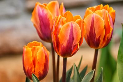 Close-up of orange tulips