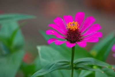 Close-up of pink flower