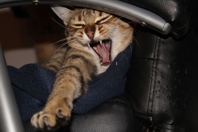 Close-up of cat yawning