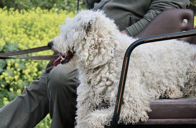 Midsection of woman with dog sitting outdoors