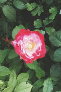 Close-up of pink rose