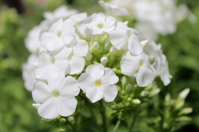 Close-up of white flowers blooming outdoors