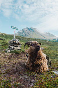 Sheep grazing on field against mountain