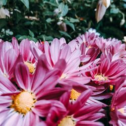 Close-up of pink flowering plants