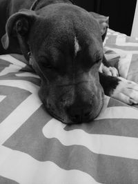 Close-up of dog sleeping on bed