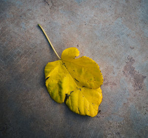 High angle view of yellow leaf on plant