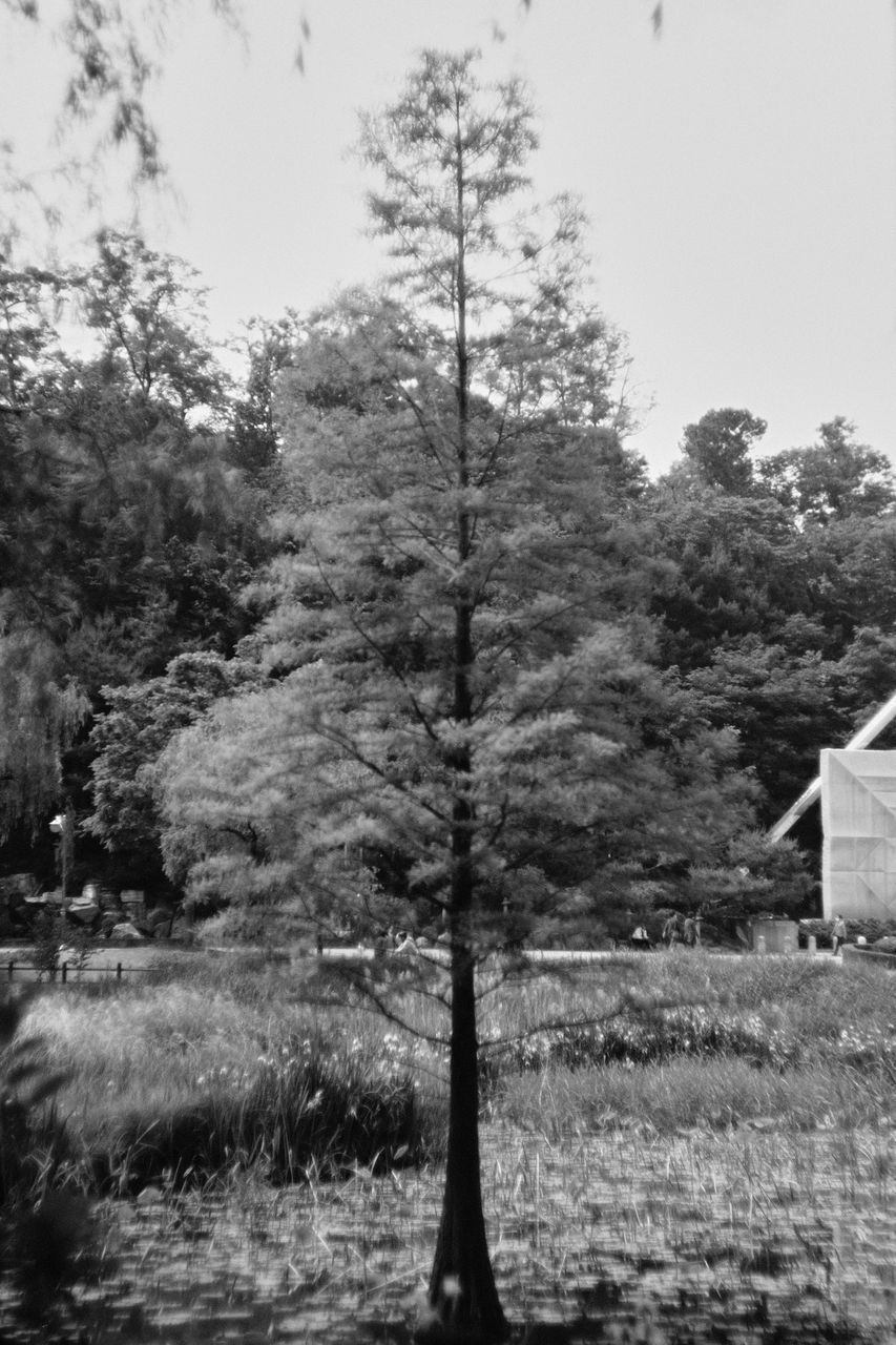 TREES ON FIELD