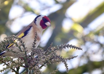 Low angle view of bird perching on branch