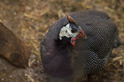 Female helmeted guineafowl bird numida meleagris is found in south africa and uganda.