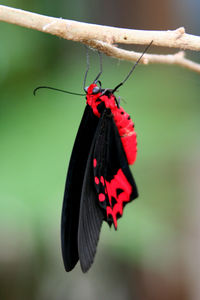 Close-up of butterfly