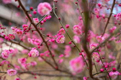 Close-up of red ume blossom 