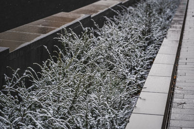 High angle view of snow covered footpath by trees