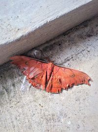 High angle view of autumn leaf