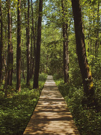 View of bamboo trees in forest