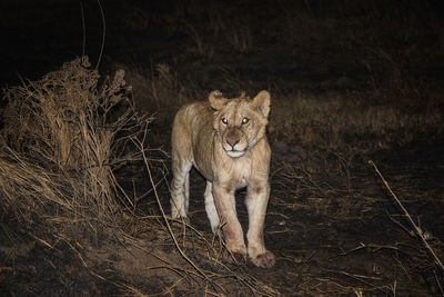 View of cat on field