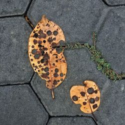 High angle view of autumn leaf on sidewalk