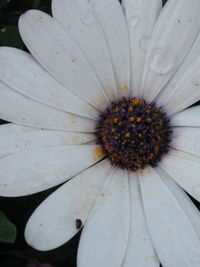 Close-up of white flower