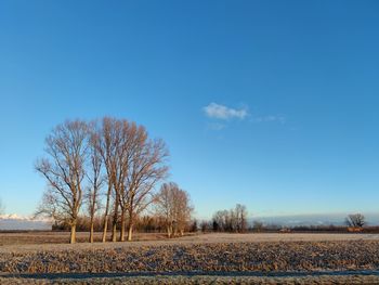 Bare tree on field against clear blue sky