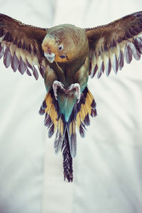 Close-up of eagle flying